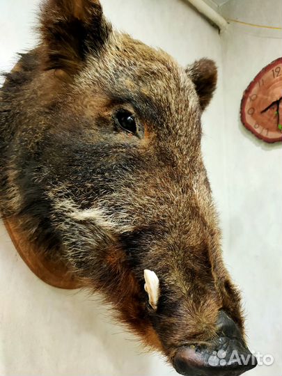 Чучело головы кабана