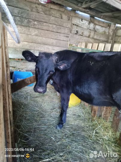 Телка 6 месяцев