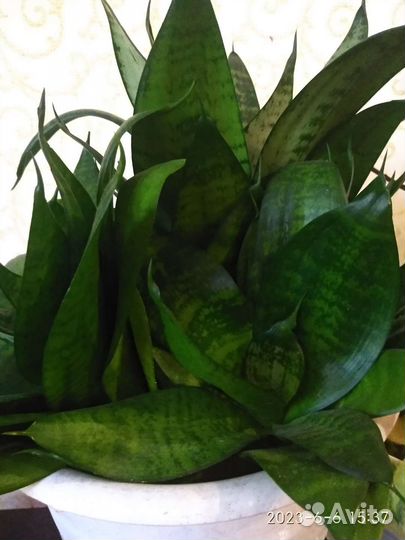 Сансевиерия