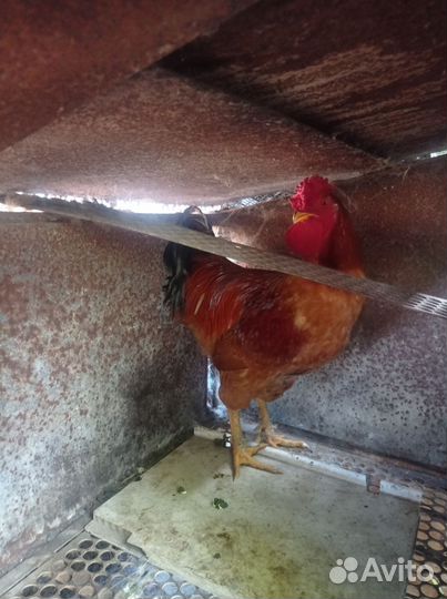 Куры петухи