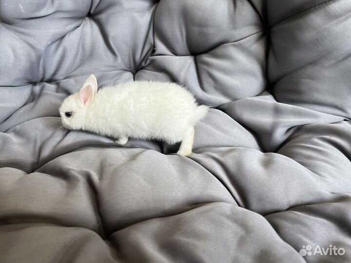 Декоративные кролики