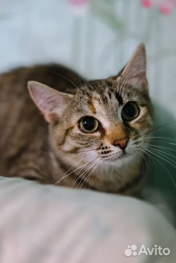 Замурчательная молодая кошка Анфиса в добрый дом