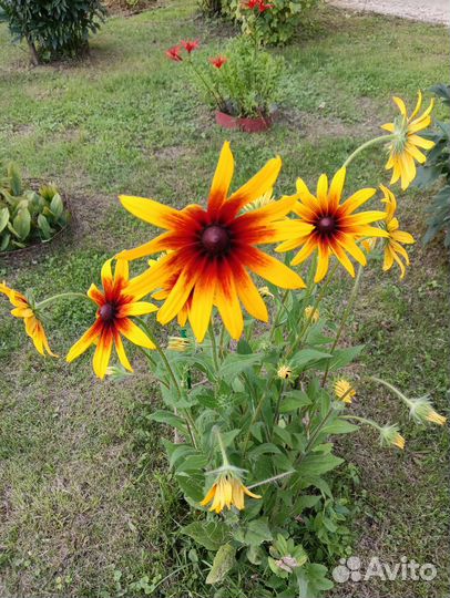 Рудбекия, ромашка садовая, хоста, мальва шток-роза