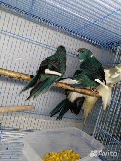 Попугай какарики и кореллы (птенчики)