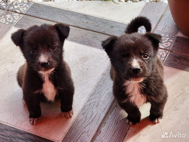 Радость в дом