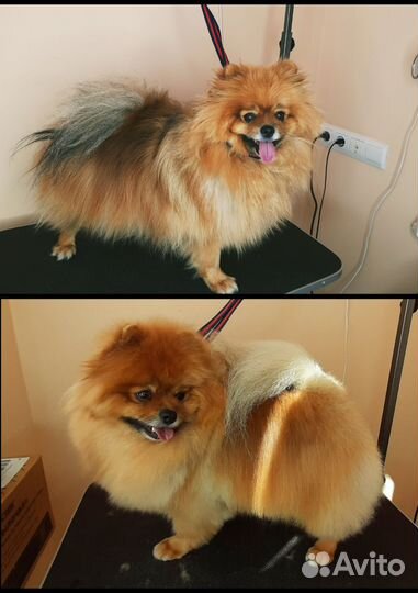 Груминг собак мелких пород