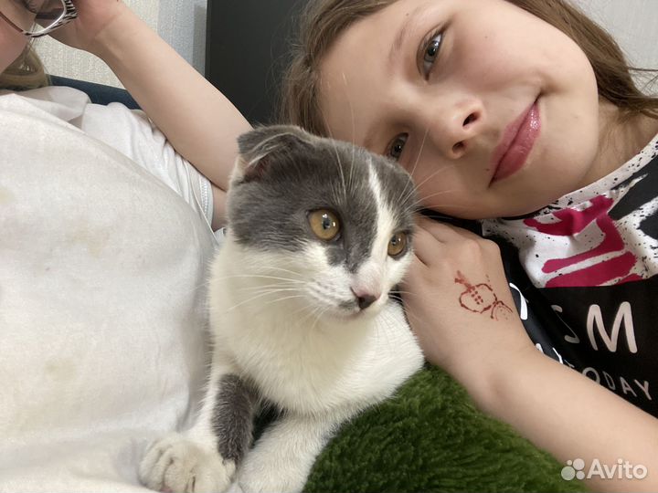 Нашли кота