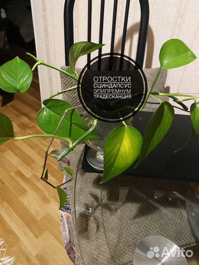 Отростки растений