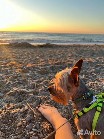 Йоркширский терьер вязка кабель