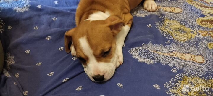 Щенки Стаффорда