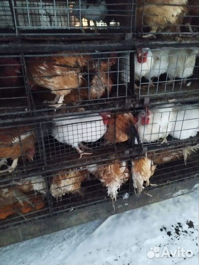 Домашние Петухи Оптом, Кур