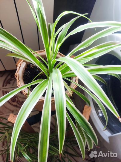 Хлорофитум Вариегата и Капский