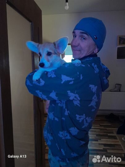 Корги щенок девочка