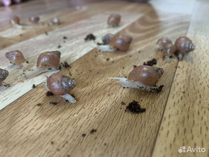 Улитки ахатины фулики альбино малыши