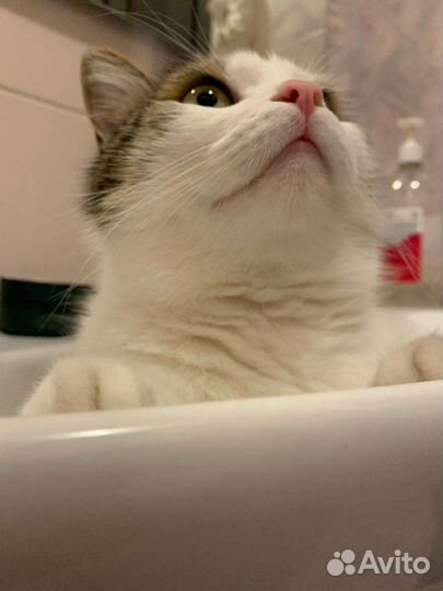 Передержка собак и кошек на время отпуска