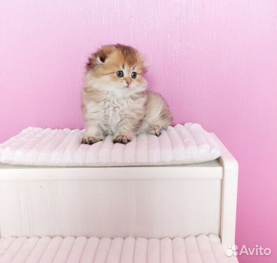 Шотландская вислоухая девочка