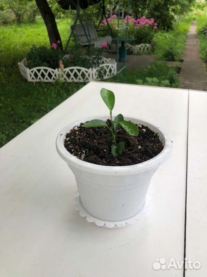 Лимонное дерево