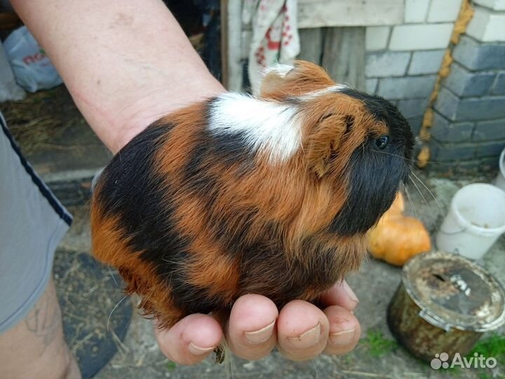 Морские Свинки