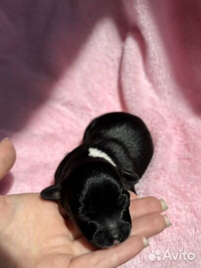 Той-терьер щенки