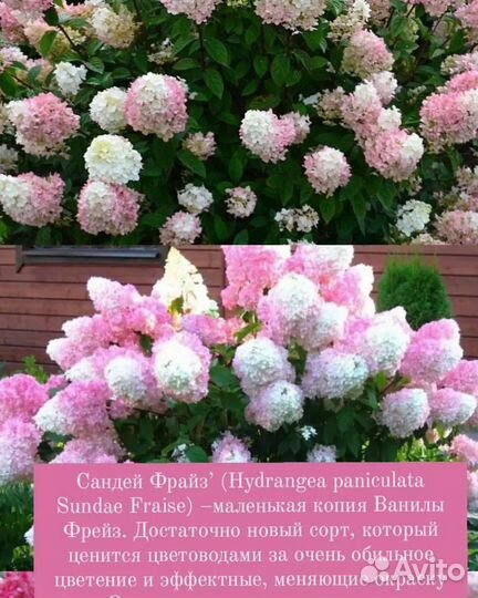 Гортензия метельчатая