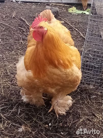 Петушок породы кохин