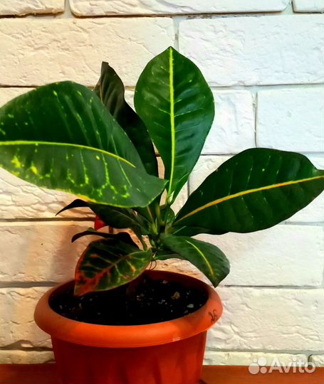 Кротон петра