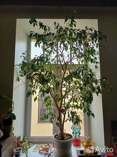 Декоративное дерево Бенджамин