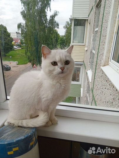 Кошка в дар