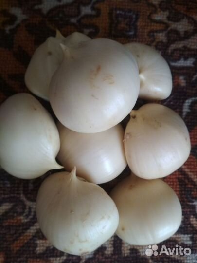 Алиум гладиатор