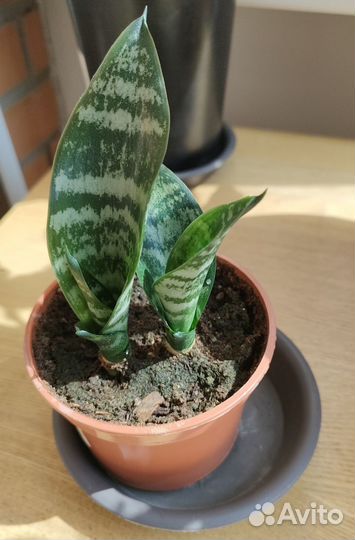 Эониум, сансевиерия, эуфорбии