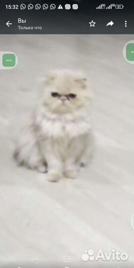Персидские котята