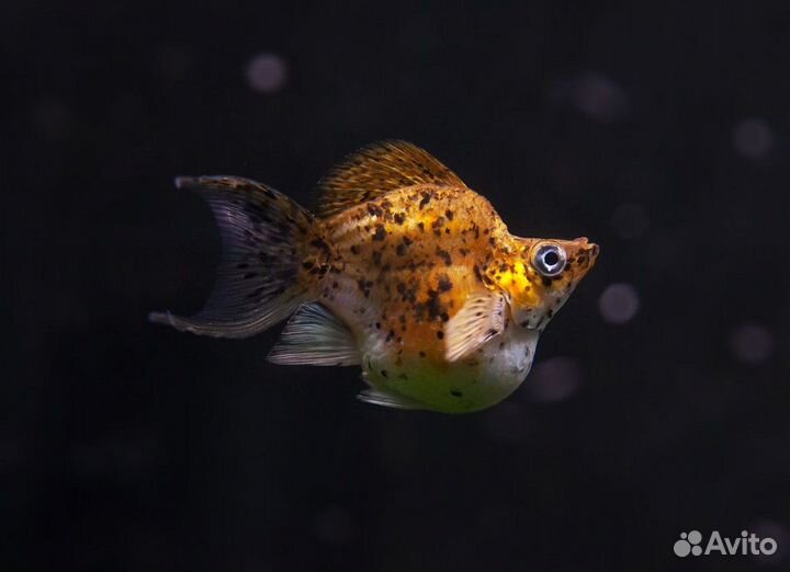 Моллинезия баллон золотой леопард (арт 5209)