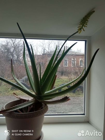 Цветок алоэ