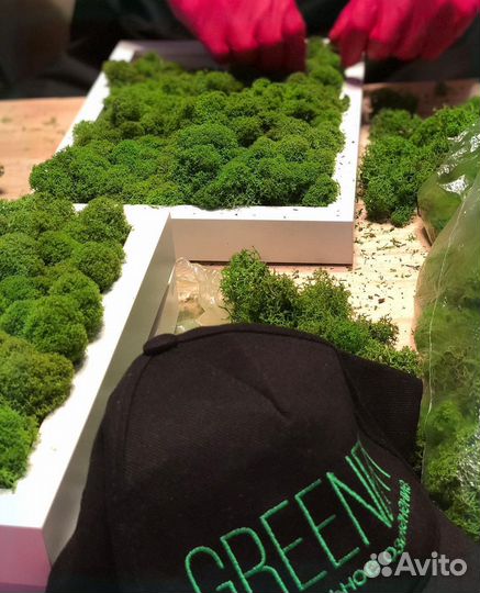 Стена из стабилизированного мха