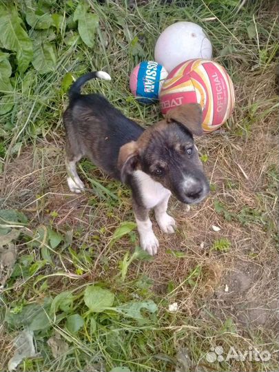 Щенок в добрые руки