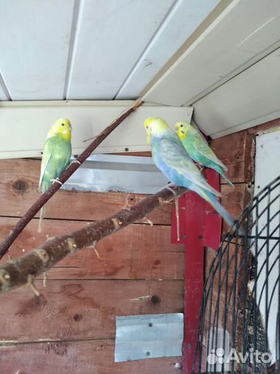 Волнистый попугай