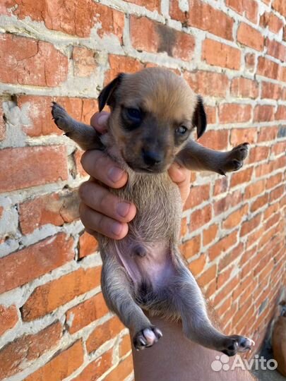 Мини малыши