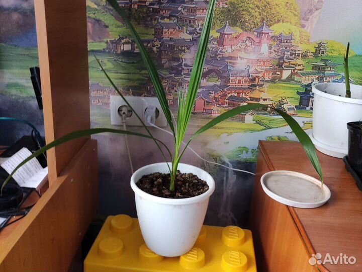 Пальма вашингтония нитчатая