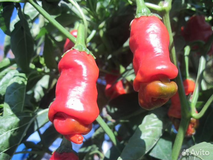 Редкие растения (чилли-вилли )