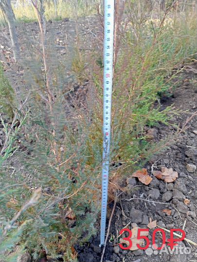 Можжевельники и Туи