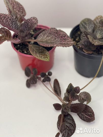 Цветы эписция