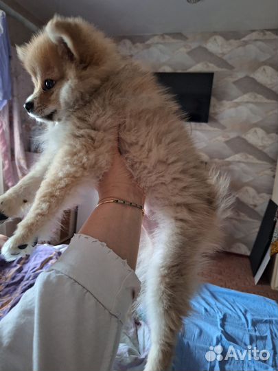 Померанский шпиц