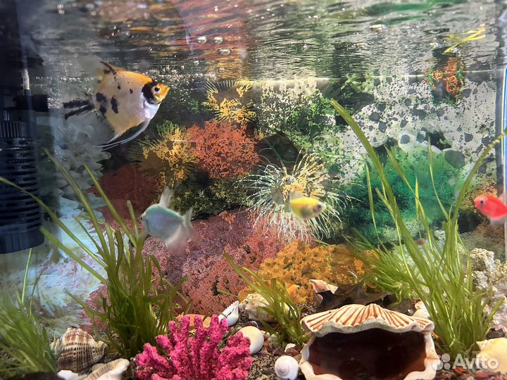 Аквариум