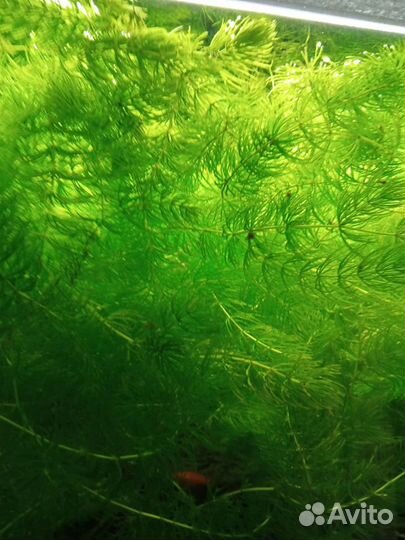 Роголистник