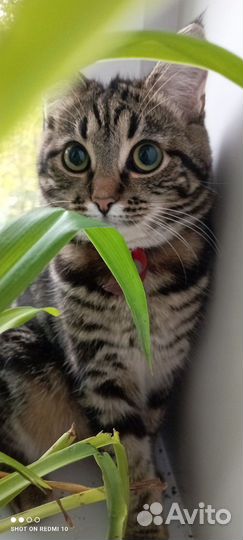 Кошка 1 год 6 мес