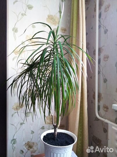 Комнатные растения.Драцена