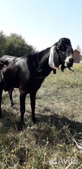 Сельхоз животные