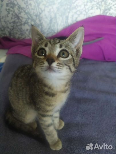 Котята домашние метис британки