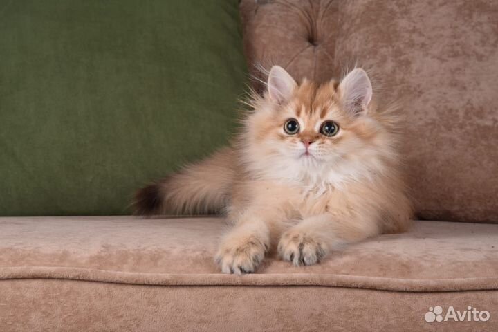 Британские котята