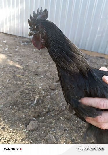 Молодые петушки